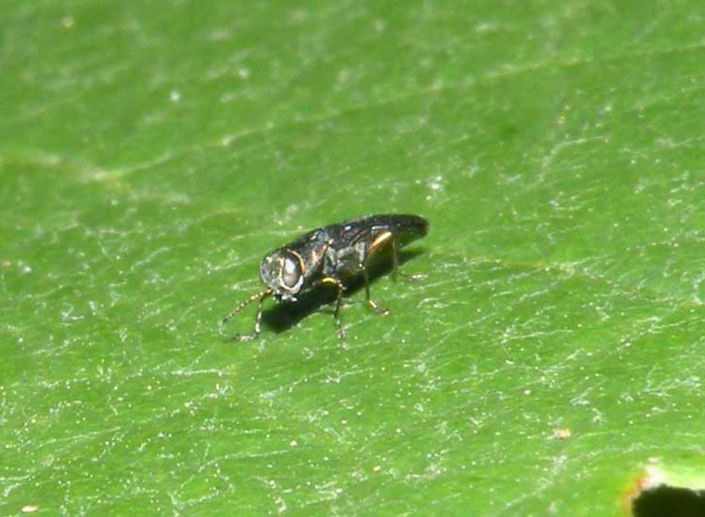 Buprestidae: Agrilus sp.